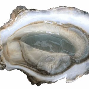 Huîtres Fine de Claire Marenne d'Oleron N°2